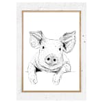 Plakat med gris