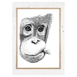 Plakat med orangutang