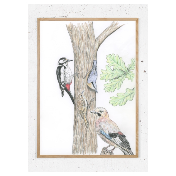 Plakat med fugle fra skoven